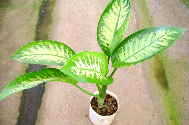 راهنمای نگهداری و پرورش گیاهان آپارتمانی - دیفن باخیا